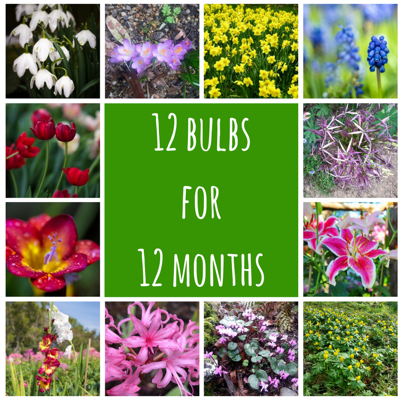 12 bulbs for all year round