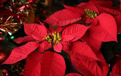Poinsettias – top tips on looking after them