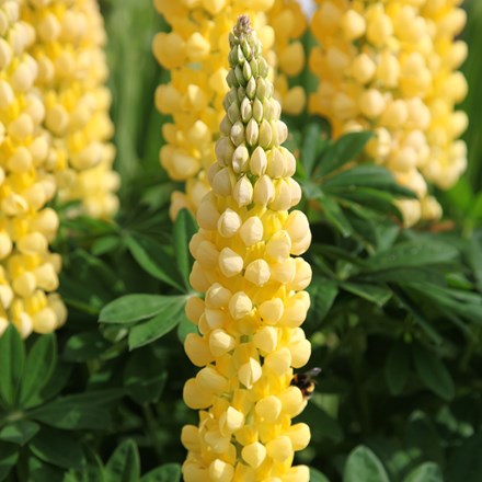 Lupin ‘Chandelier’