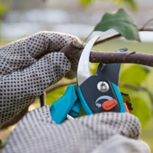 Hands pruning a shrub with secateurs