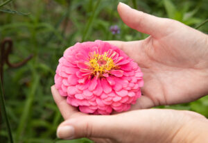 Gardening jobs ins August - Hands holding a flower