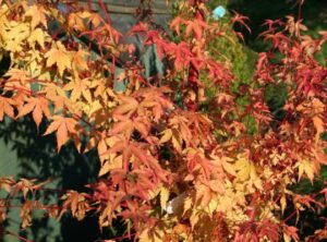 Autumn Acer - October Garden Jobs
