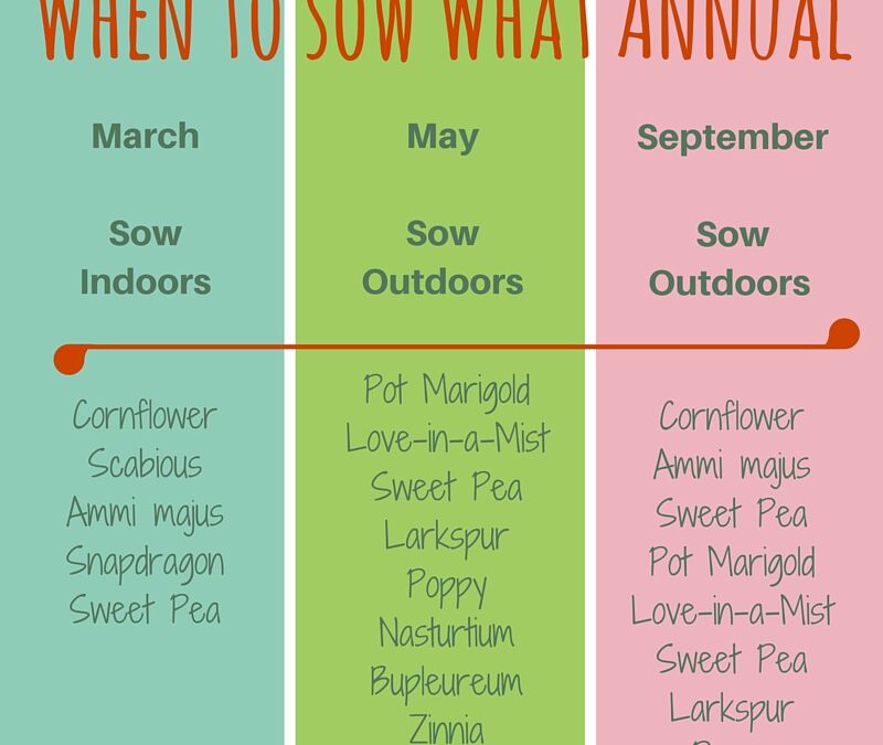 When to sow what annual